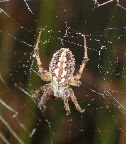 Neoscona byzanthina